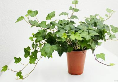 宿舍該養(yǎng)什么盆栽