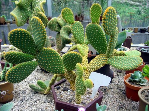 宿舍該養(yǎng)什么盆栽好